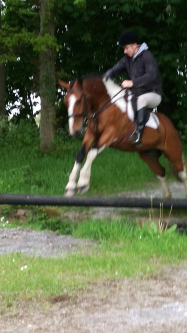 Bombproof, 15hh Skewbald 5 yr old