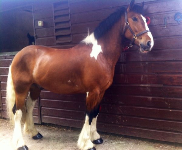 Bombproof, 15hh Skewbald 5 yr old