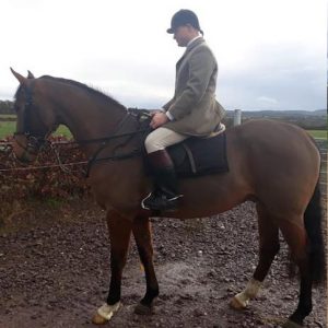 Quality 16.2hh 4yr Old Quality Young Horse