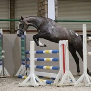 Quality 16.2hh 3yr Old Event Horse