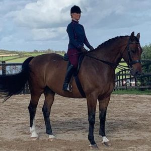 17hh 4yr Old Middleweight Show Horse
