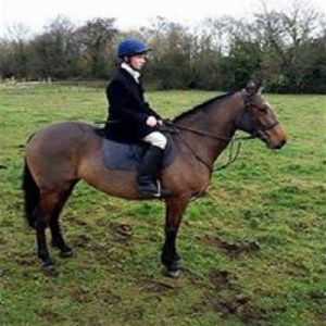 5yr Old Irish Sports Horse Hunter
