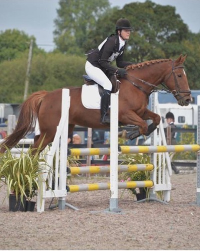 15.2hh All-Rounder Mare