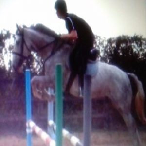 Riding Club horse for sale