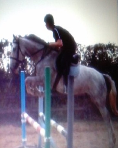 Riding Club horse for sale