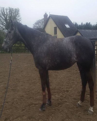 7yr old Eventer for sale