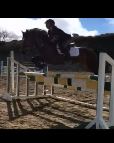 Full Connemara Jumping Pony POA