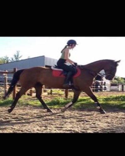 All-rounder 16hh