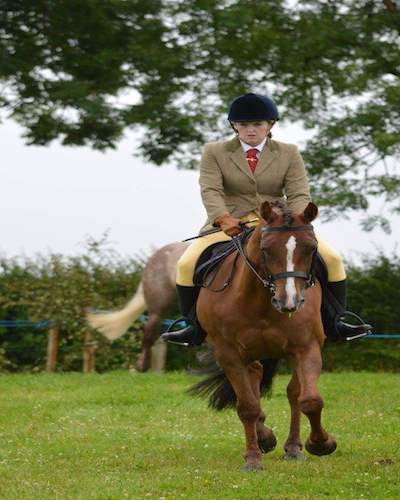 158cm Winning Show Mare for Sale