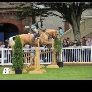 15.1hh Stunning All-Rounder