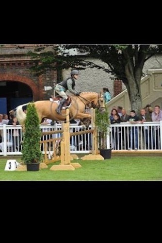 15.1hh Stunning All-Rounder