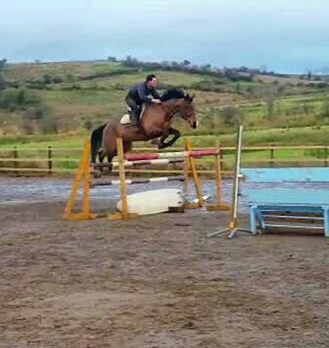 17.1hh 1.20m Young Rider