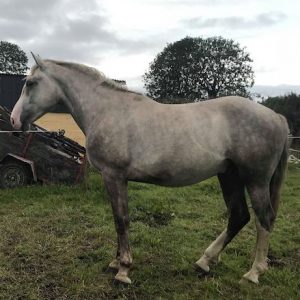 3yr old Full Irish Draught Gelding by Mountain Pearl