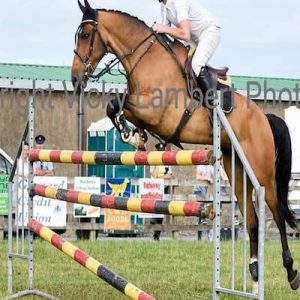6yr Old 16.1hh Talented Showjumper