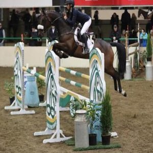 Top 5yr Old Showjumper for sale