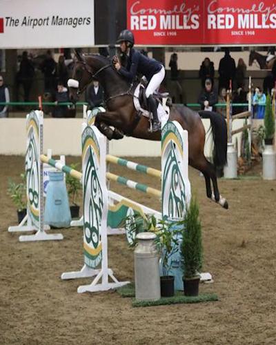 Top 5yr Old Showjumper for sale