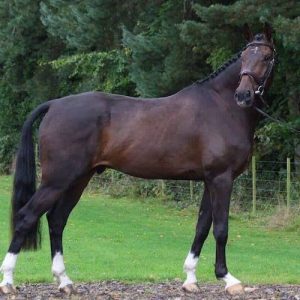 6yr Old 17.1hh