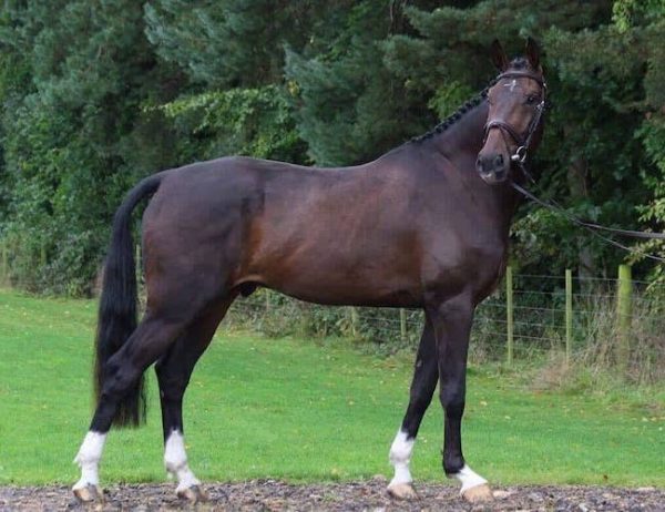 6yr Old 17.1hh