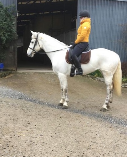 Super 15.2hh All-Rounder