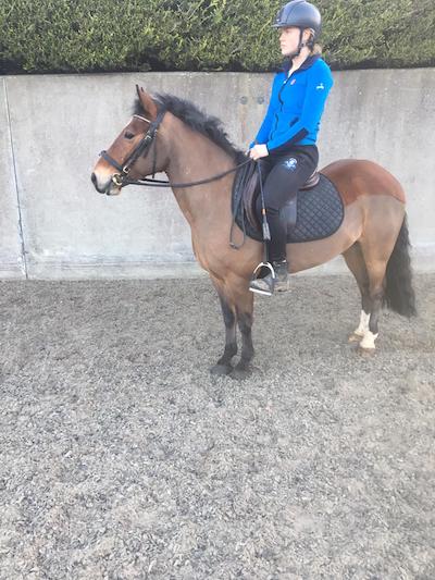 13hh pony club all-rounder for sale