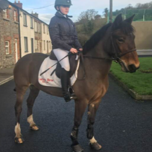 14hh 7yr Old All-Rounder for sale