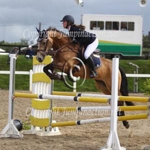 150cm Connemara Jumping Pony
