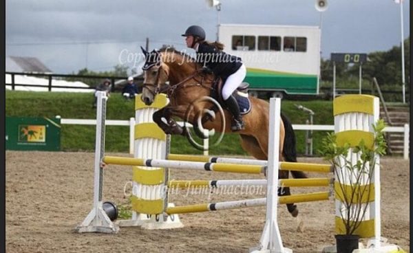 150cm Connemara Jumping Pony
