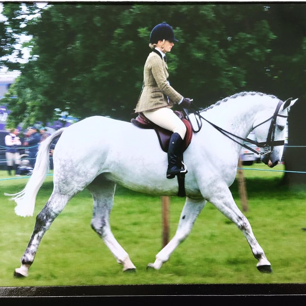 show-hunter-for-sale (1)