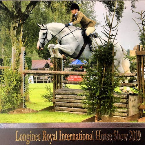 showjumpers-for-sale-1