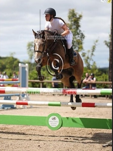 showjumping-ponies-for-sale-1