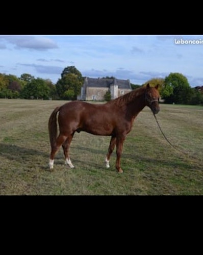 13.2hh-pony-for-sale