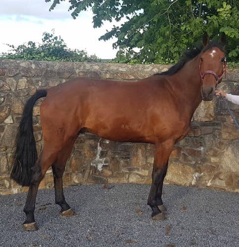 5yr Old 16.1hh Competitive Easy All-Rounder