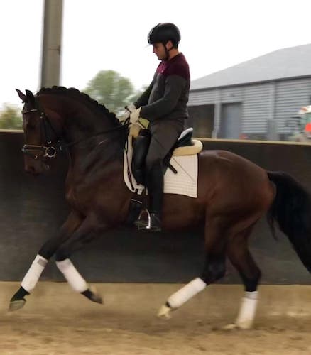 4yr old Guardian s Stallion for sale