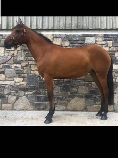 jumping-pony-for-sale (1)