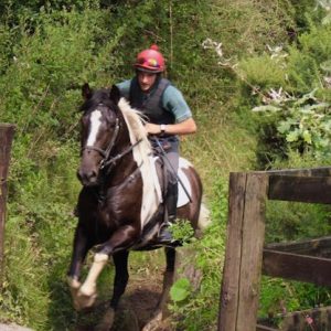 17hh 5yr Old All-Rounder
