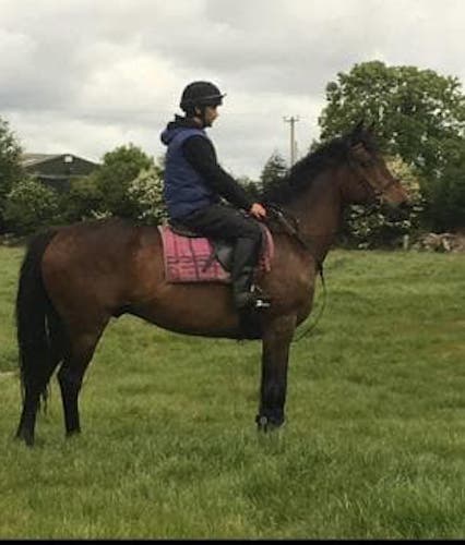 9yr Old 16.1hh all-rounder for sale