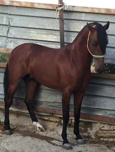 Rising 3yr old PRE Colt for sale