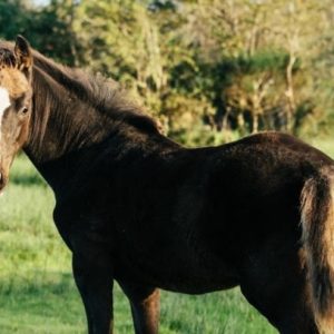 2020 Kroonraaf foal 69.9% TB €4,000.00