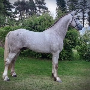 Approved Class 1 Irish Draught Stallion – 3yr Old €16,000.00