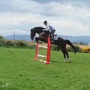 Irish Sport Horse Event horse for sale €22,000.00
