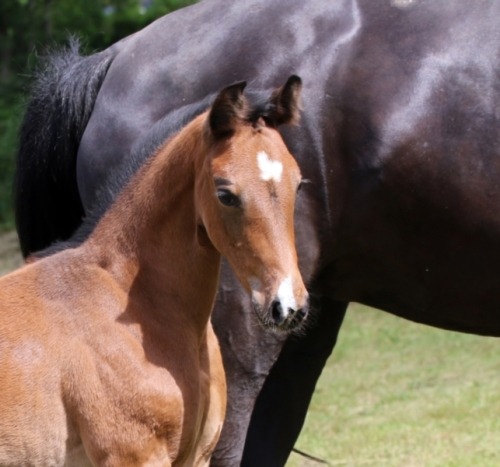 Powerful filly with impeccable breeding