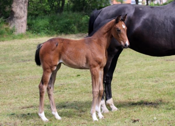 Powerful filly with impeccable breeding1