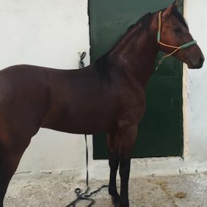 Rising 3yr old PRE Colt for sale €3,800.00