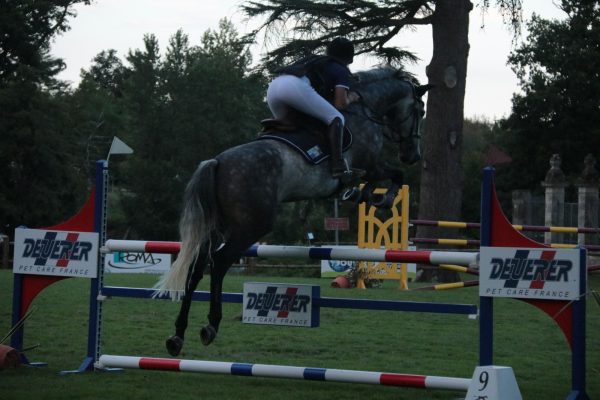 Top Jumping Gelding 10yr Old for Sale