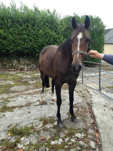 young-horses-for-sale-ireland-