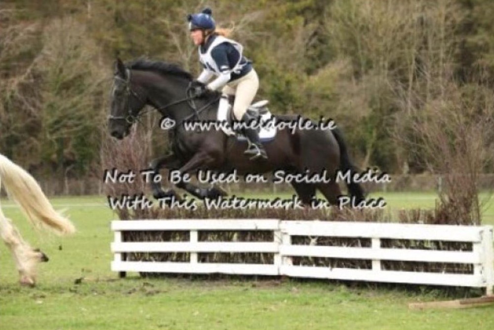 Lovely and Impressive 13 year old Gelding 10