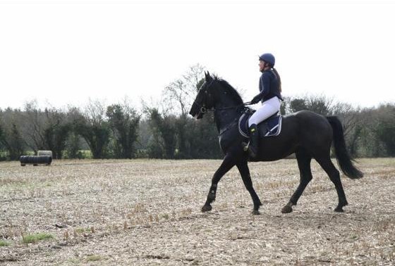 Lovely and Impressive 13 year old Gelding 3