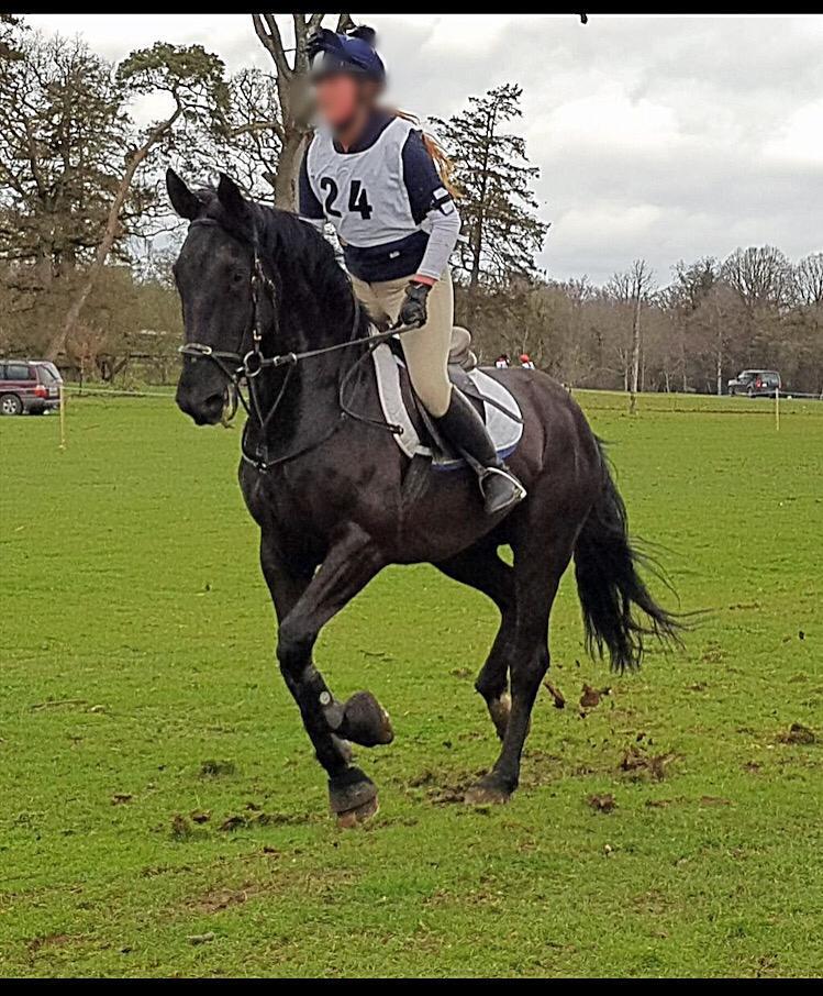 Lovely and Impressive 13 year old Gelding 4