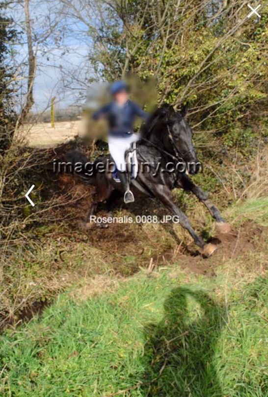 Lovely and Impressive 13 year old Gelding 7