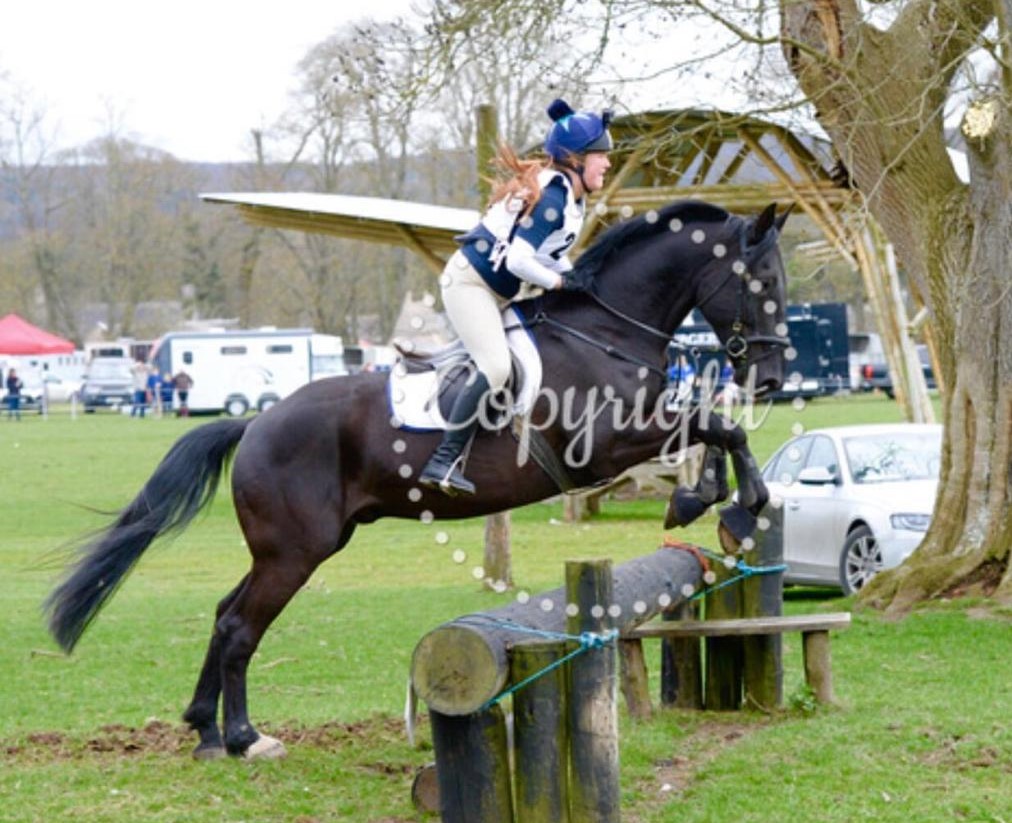 Lovely and Impressive 13 year old Gelding
